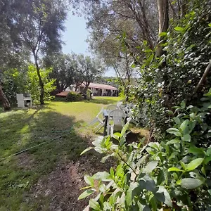 L'ulivo Siniscola